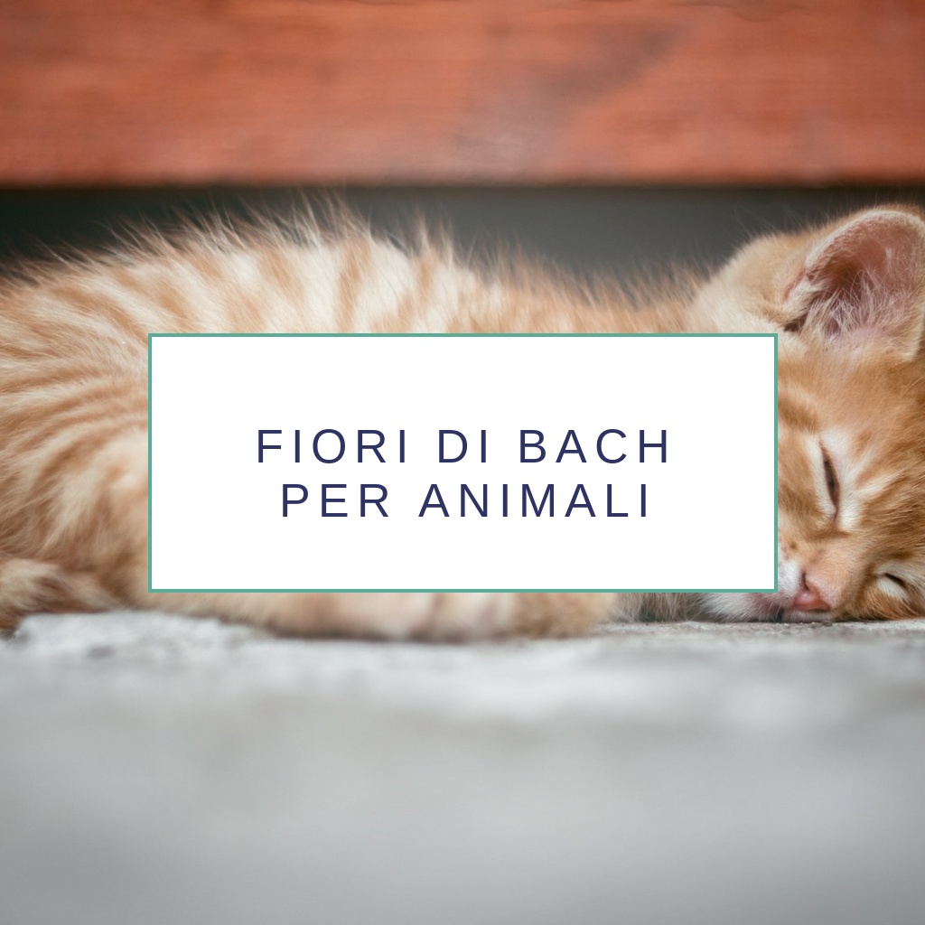 Fiori di Bach per animali – gatto – Spazio Ametista di Tamara Macelloni
